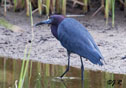 Egretta caerulea