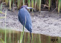 Egretta caerulea