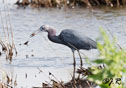 Egretta caerulea