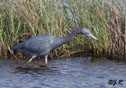 Egretta caerulea