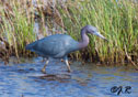 Egretta caerulea