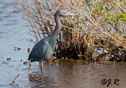 Egretta caerulea