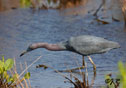 Egretta caerulea