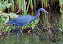 Egretta caerulea