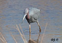 Egretta caerulea