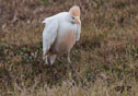 Bubulcus ibis