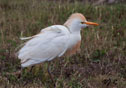 Bubulcus ibis