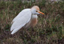 Bubulcus ibis