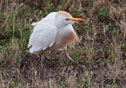 Bubulcus ibis