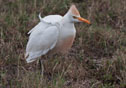 Bubulcus ibis