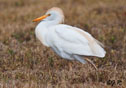 Bubulcus ibis