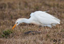 Bubulcus ibis