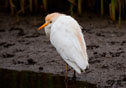 Bubulcus ibis