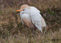 Bubulcus ibis