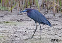 Egretta caerulea