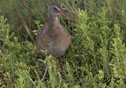 Rallus longirostris