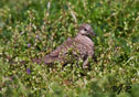 Columbina inca