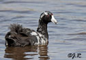 Fulica americana