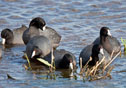 Fulica americana