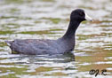 Fulica americana