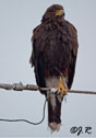 Parabuteo unicinctus