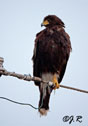 Parabuteo unicinctus