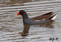 Gallinula chloropus