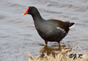 Gallinula chloropus