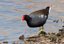 Gallinula chloropus