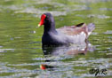 Gallinula chloropus