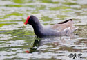 Gallinula chloropus