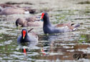 Gallinula chloropus