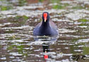 Gallinula chloropus