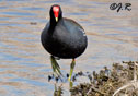 Gallinula chloropus