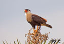 Caracara cheriway