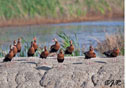 Dendrocygna autumnalis