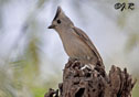 Baeolophus atricristatus