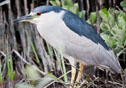 Nycticorax nycticorax