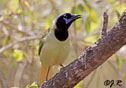 Cyanocorax yncas