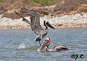 Pelecanus occidentalis