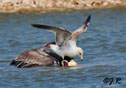 Pelecanus occidentalis