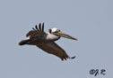 Pelecanus occidentalis