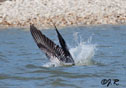 Pelecanus occidentalis