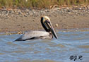 Pelecanus occidentalis