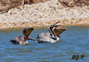 Pelecanus occidentalis