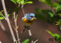 Parula americana