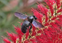 Bombus terrestris