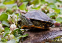 Trachemys scripta elegans