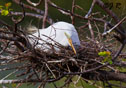 Ardea alba