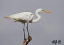 Ardea alba